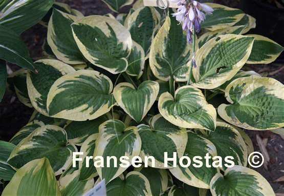 Hosta Mama Mia